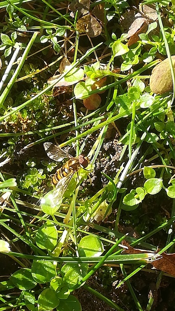 Episyrphus balteatus - ékfoltos zengőlégy