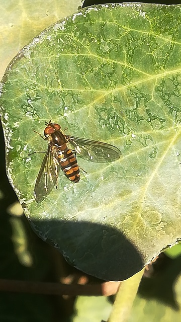 Episyrphus balteatus - ékfoltos zengőlégy