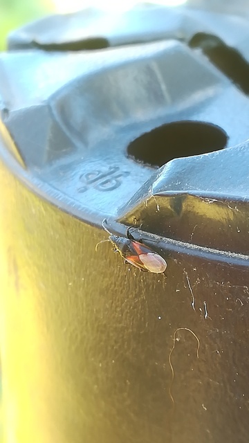 Oxycarenus lavaterae - hársbodobács