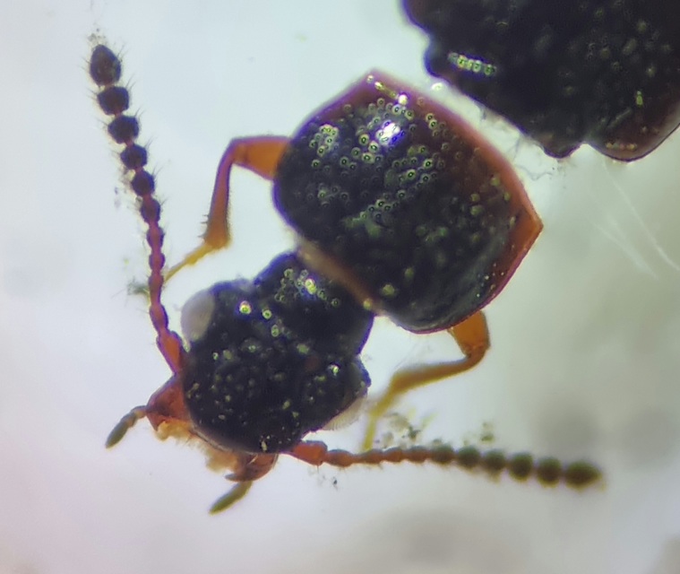 Omalium rivulare - gödörkés barázdásholyva