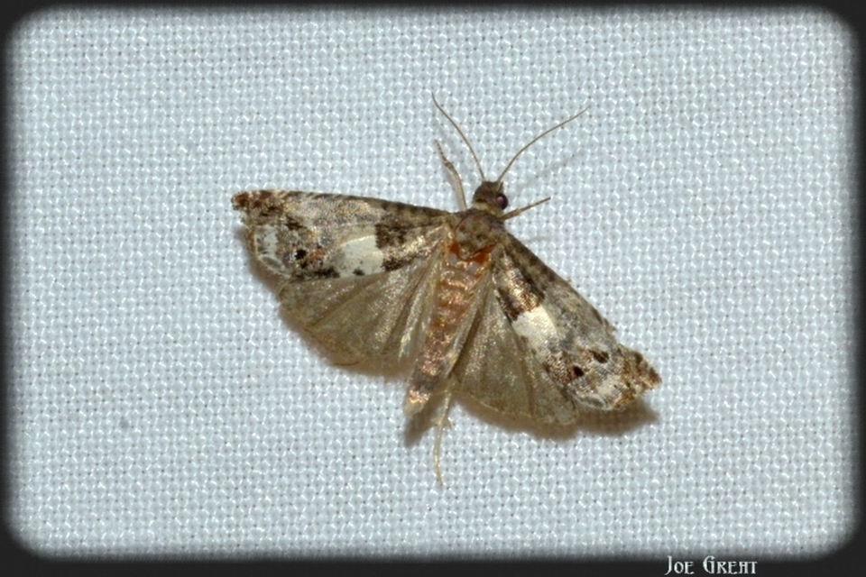 Tortricidae - sodrómolyfélék