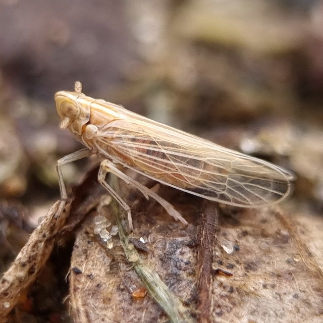 Delphacidae - sarkantyús kabócák