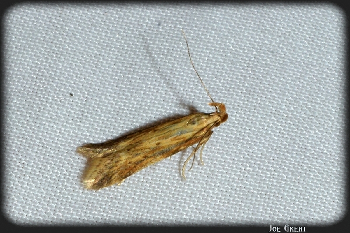 Metzneria