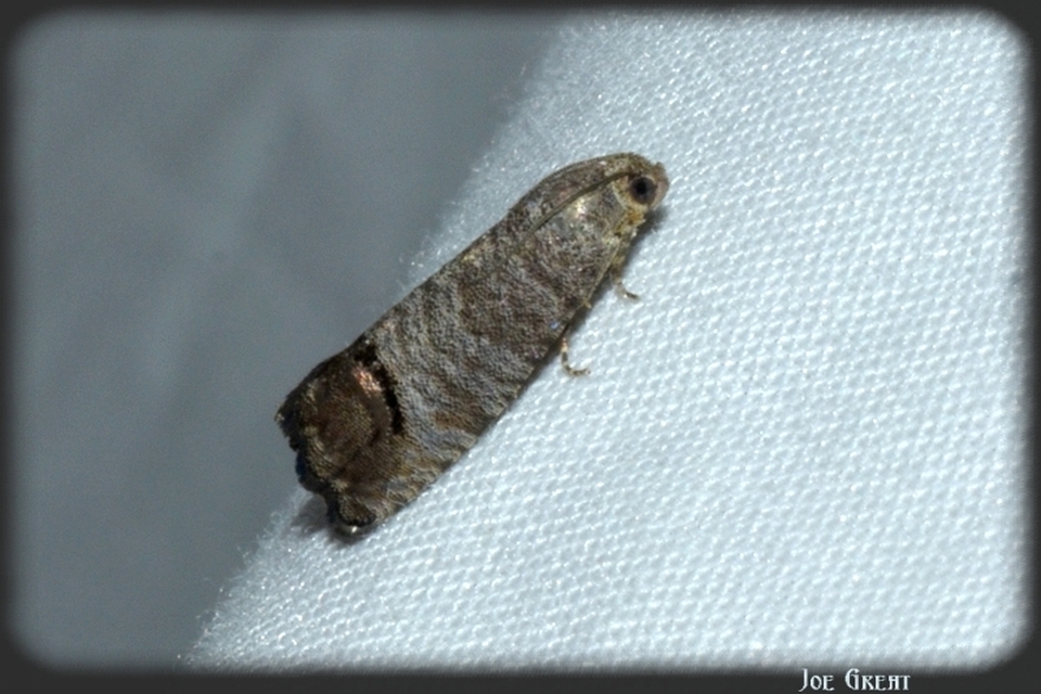 Cydia pomonella - almamoly