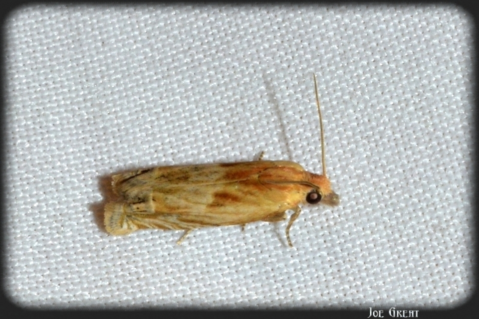 Eucosma