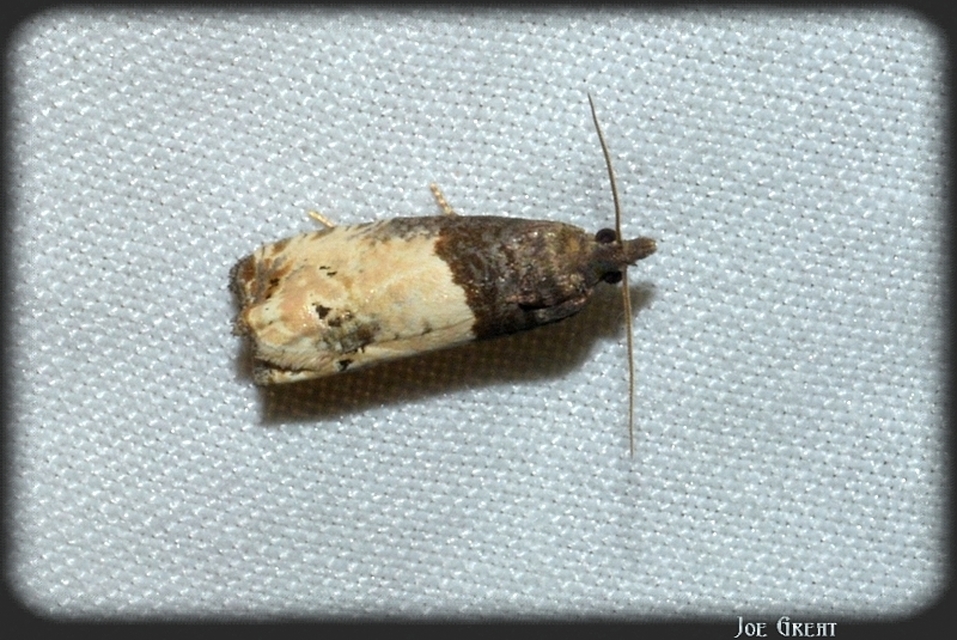 Notocelia