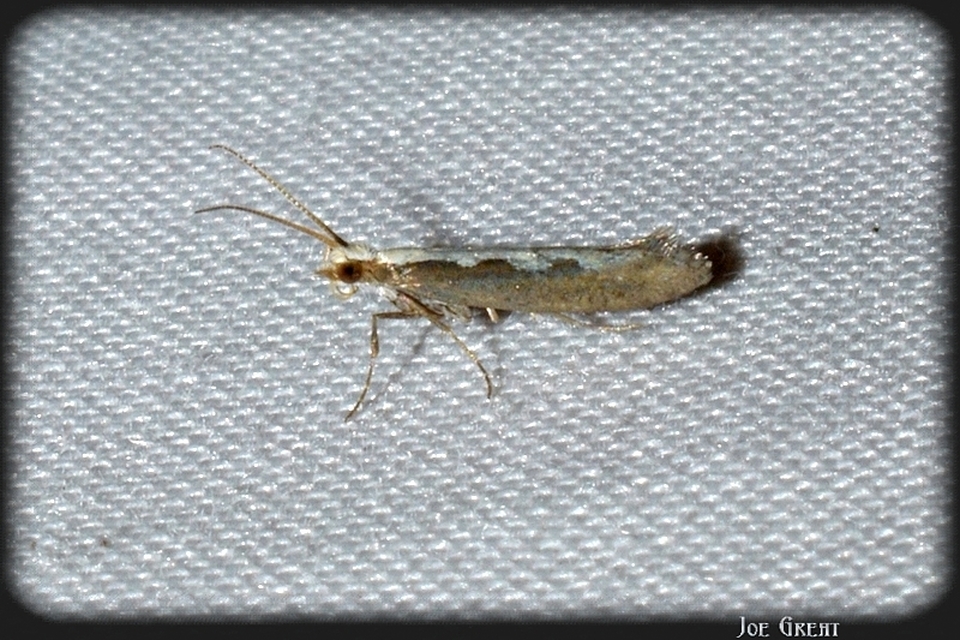 Plutella xylostella - káposztamoly