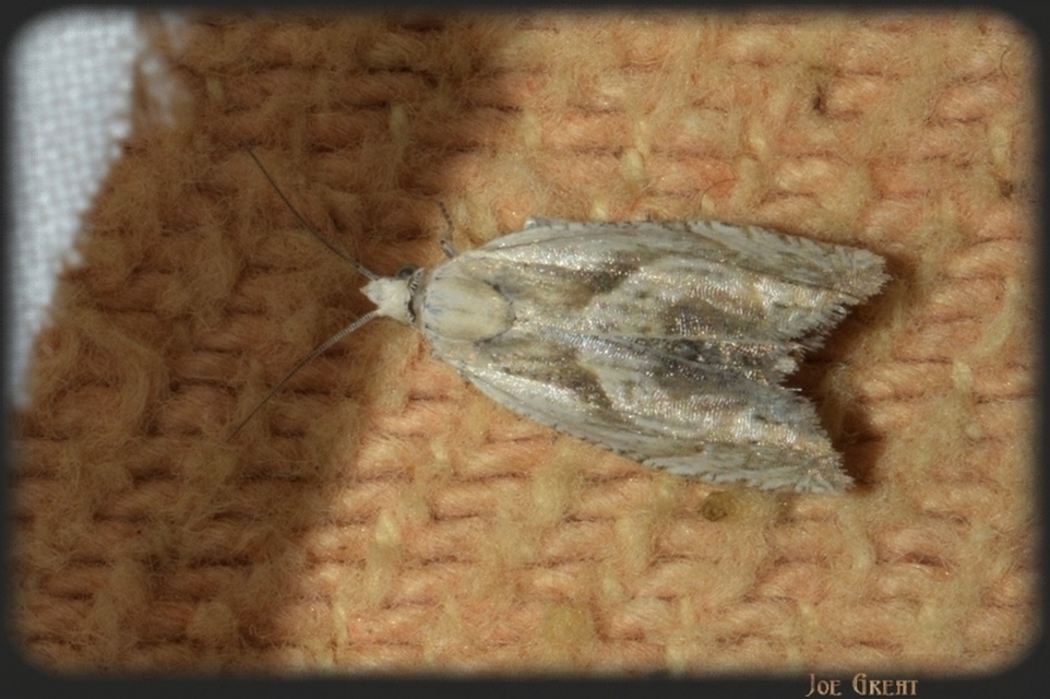 Eucosma