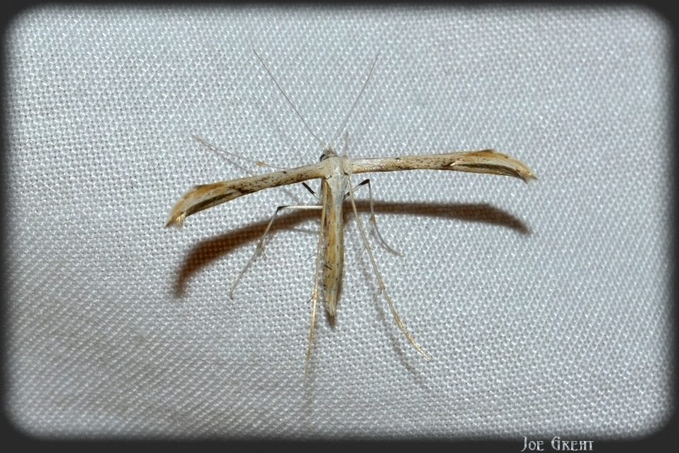 Pterophoridae - tollasmolyfélék