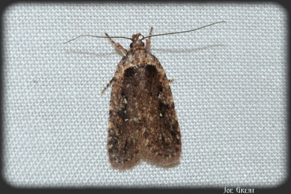 Depressariidae - laposmolyfélék