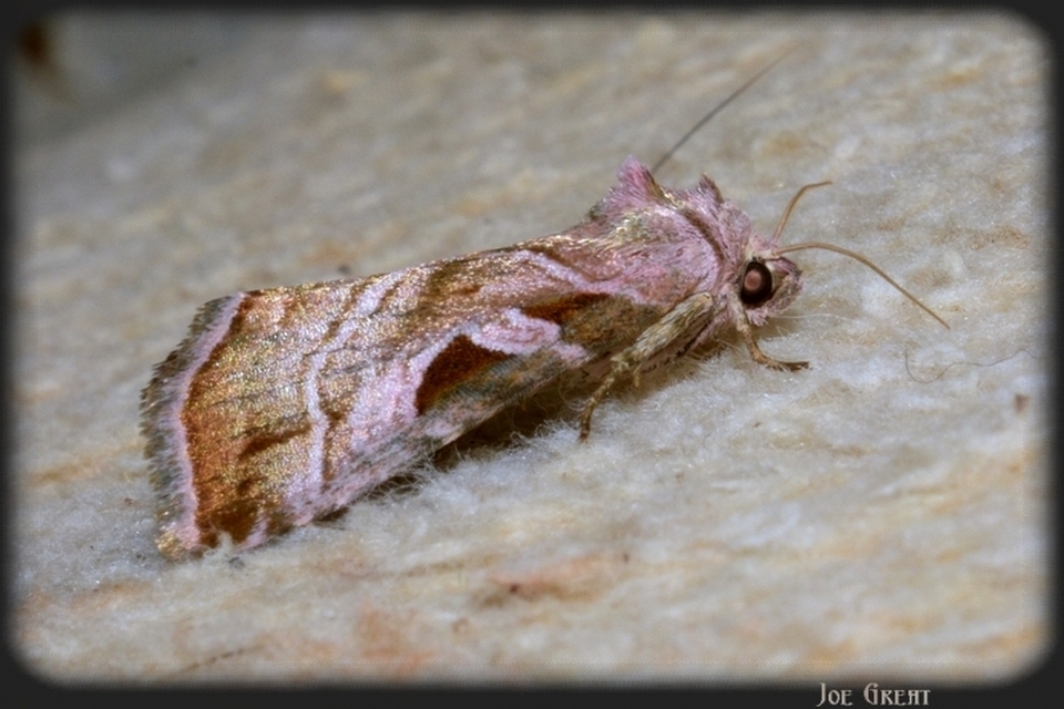 Eucarta virgo - mocsári ametisztbagoly