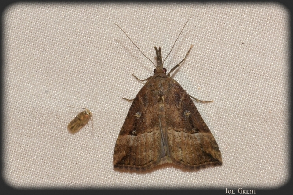 Hypena rostralis - közönséges karcsúbagoly