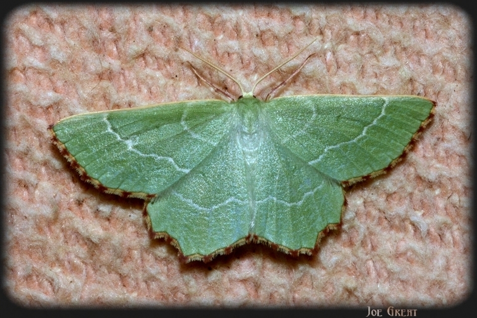Thalera fimbrialis - csipkésszélű zöldaraszoló