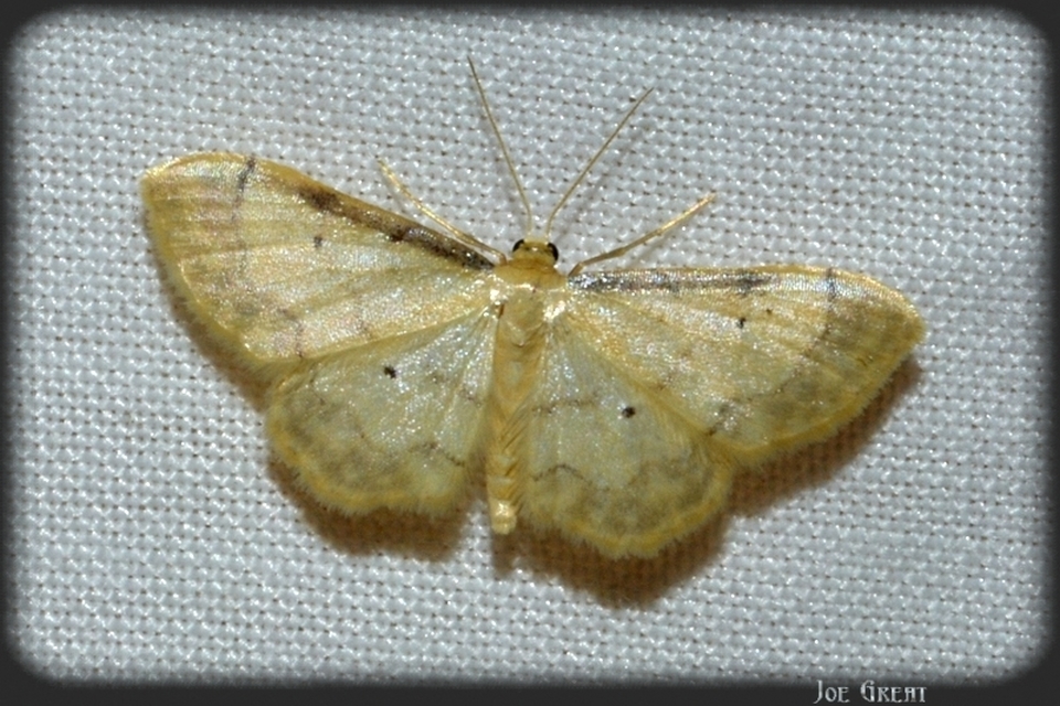 Idaea politaria - vonalas apróaraszoló
