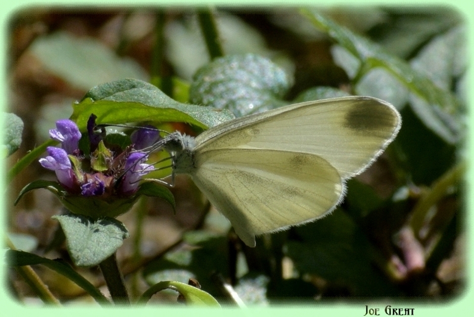 Leptidea sinapis - mustárlepke