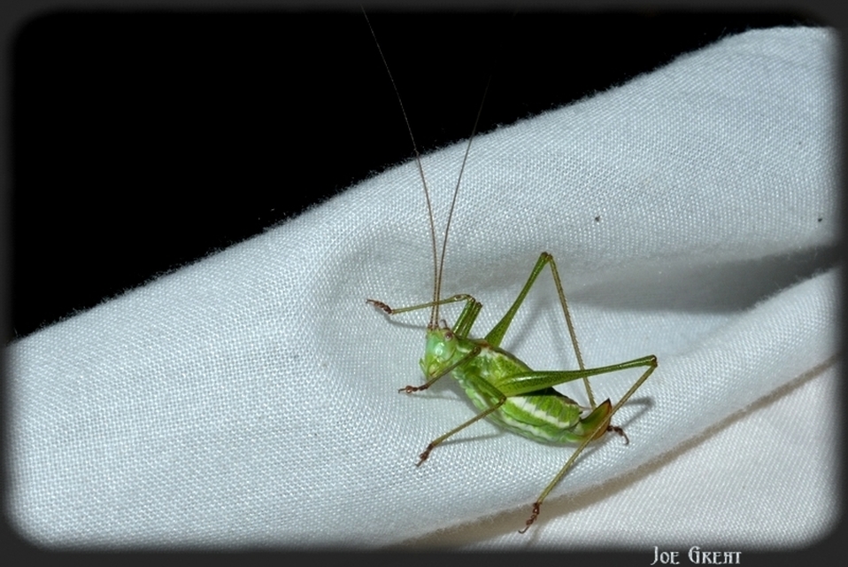 Leptophyes albovittata - közönséges virágszöcske