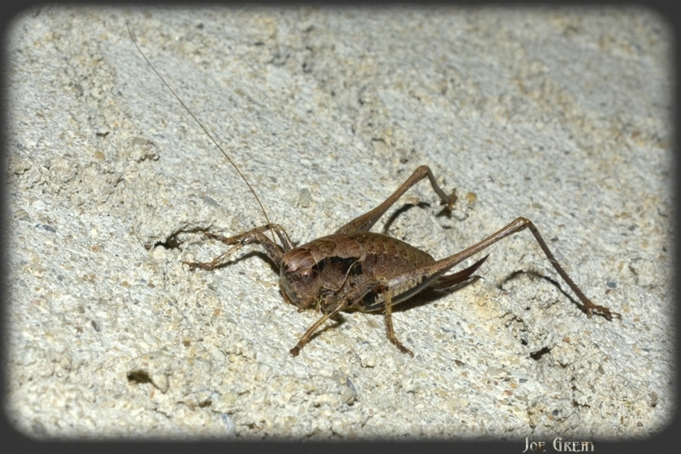 Pholidoptera griseoaptera - szürke avarszöcske