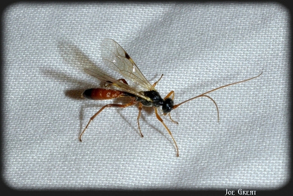 Hymenoptera - Hártyásszárnyúak