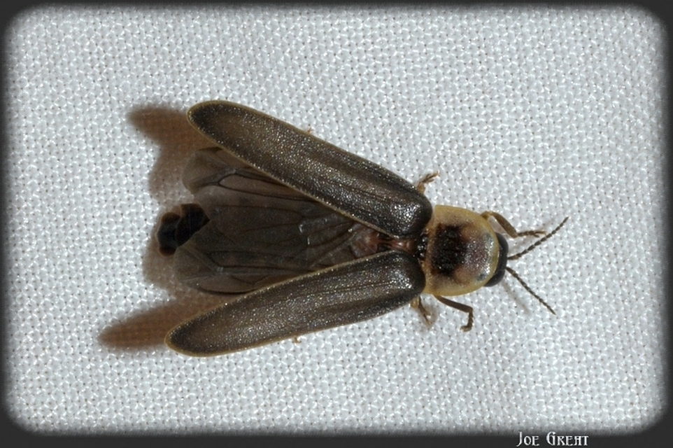 Lampyris noctiluca - nagy szentjánosbogár
