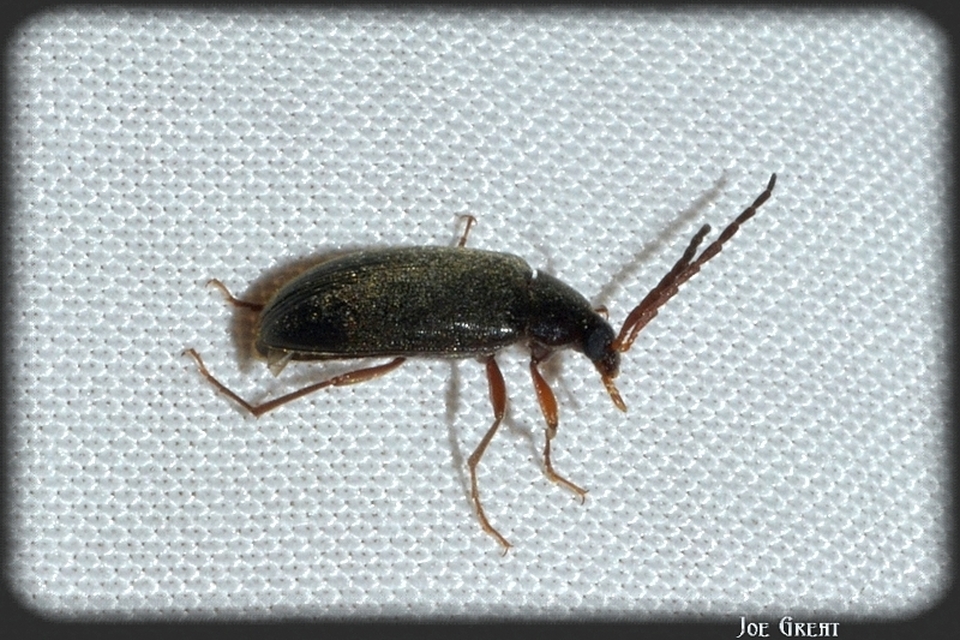 Tenebrionidae - gyászbogárfélék