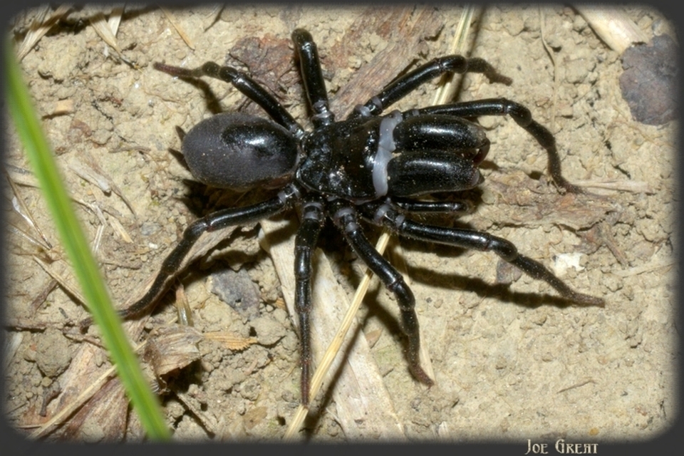 Araneae - Pókok