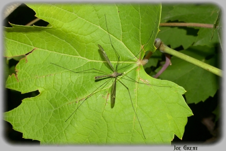 Tipula