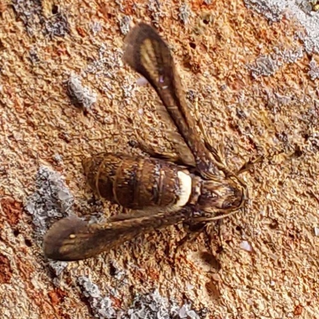 Microsphecia brosiformis - folyófűszitkár