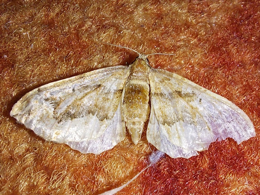 Pelurga comitata - nagy tarkaaraszoló