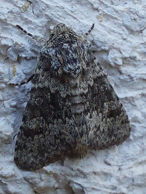 Hecatera dysodea - parajbagoly