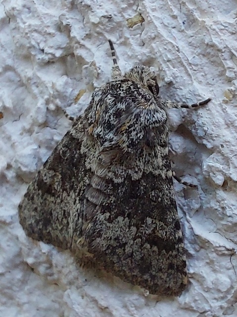 Hecatera dysodea - parajbagoly