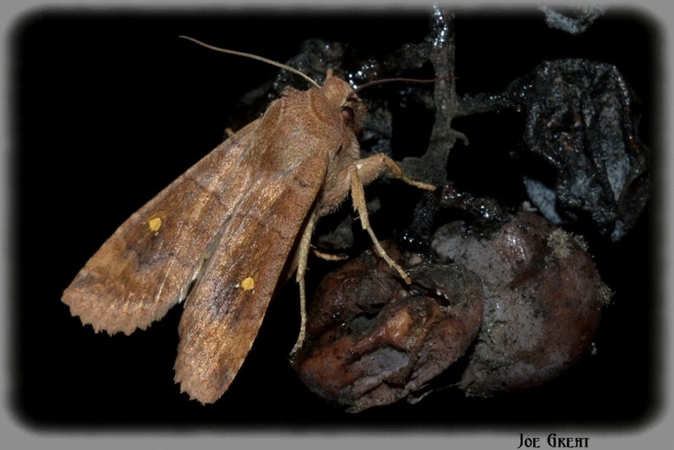 Eupsilia transversa - holdacskás télibagoly