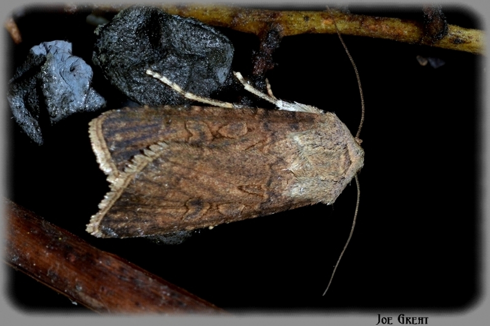 Agrotis segetum - vetési földibagoly