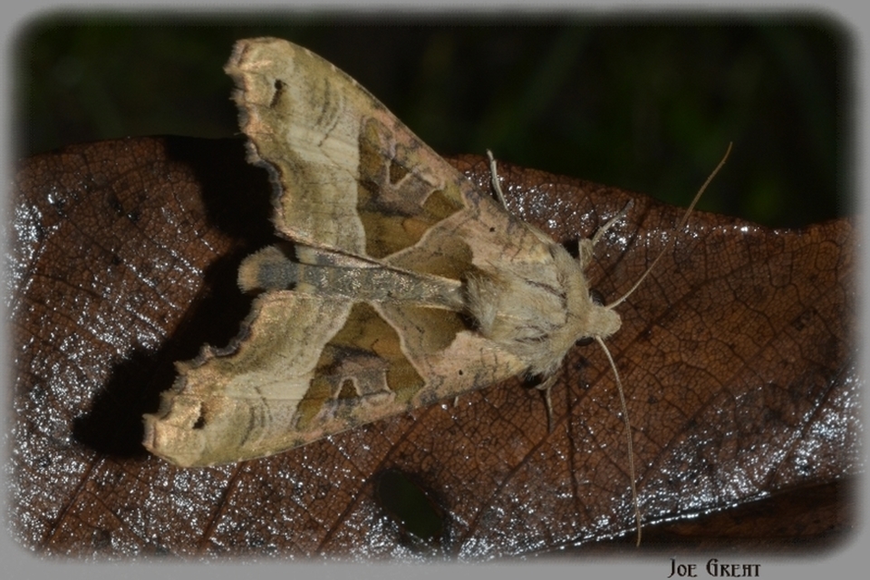 Phlogophora meticulosa - vándorló csipkésbagoly