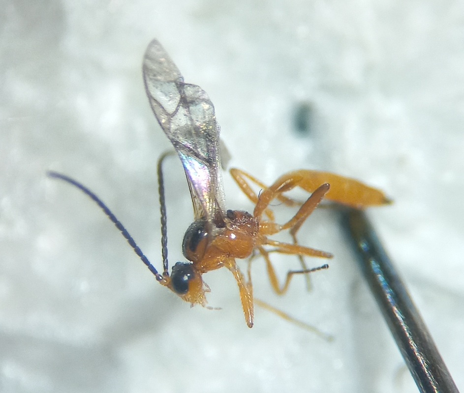 Aphidius