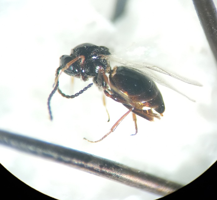 Trybliographa