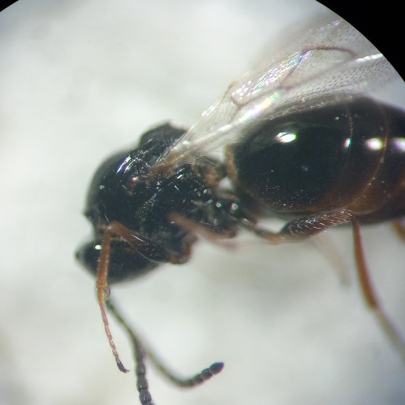 Trybliographa