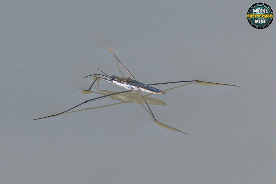 Gerridae - molnárpoloskák