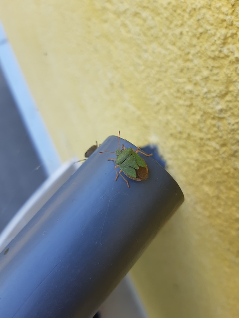 Palomena Palomena