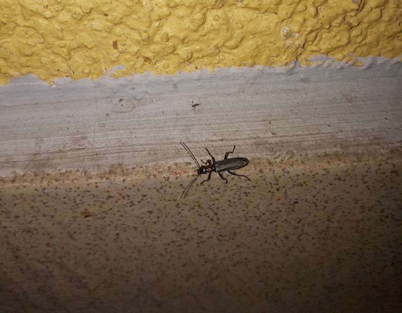 Oedemera croceicollis - pirostorú álcincér