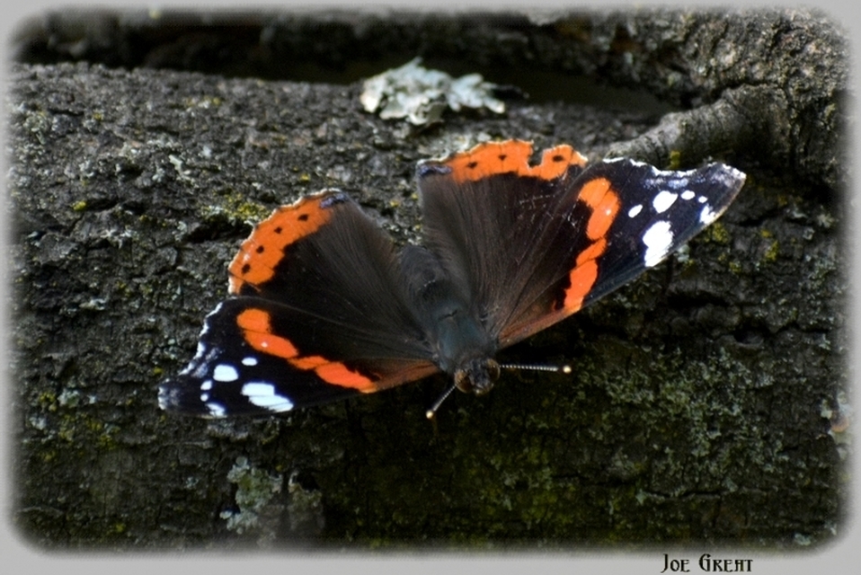 Vanessa atalanta - atalantalepke