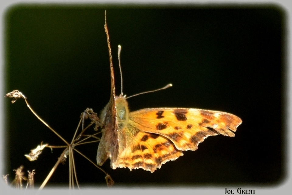 Nymphalis c-album - C-betűs lepke