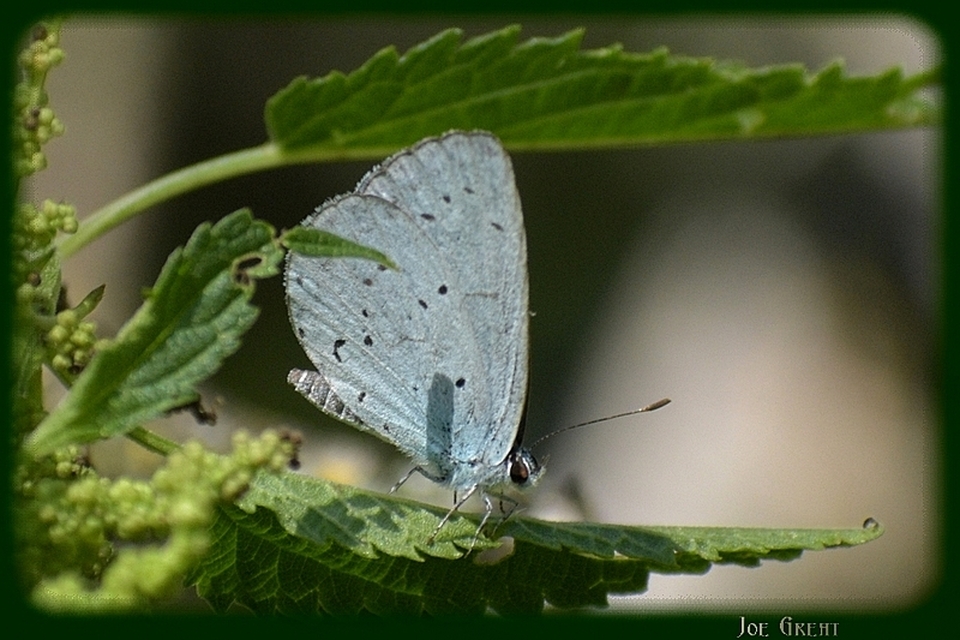 Celastrina argiolus - bengeboglárka