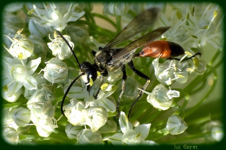Hymenoptera - Hártyásszárnyúak