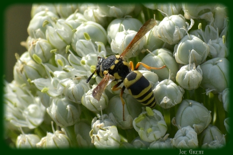 Hymenoptera - Hártyásszárnyúak