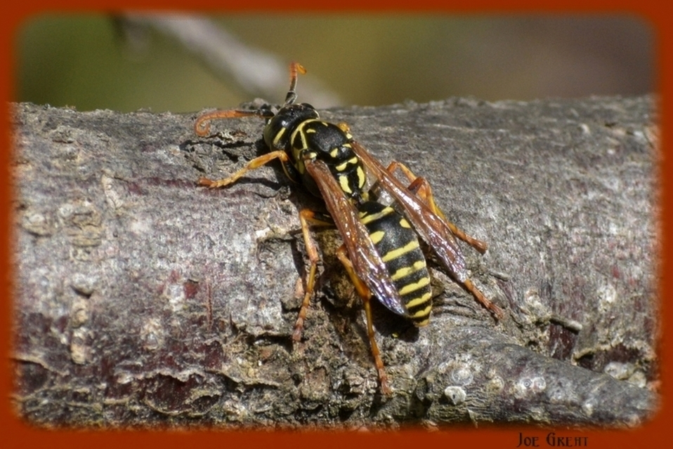Polistes - papírdarazsak