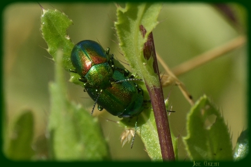 Chrysolina graminis - zöld varádicslevelész