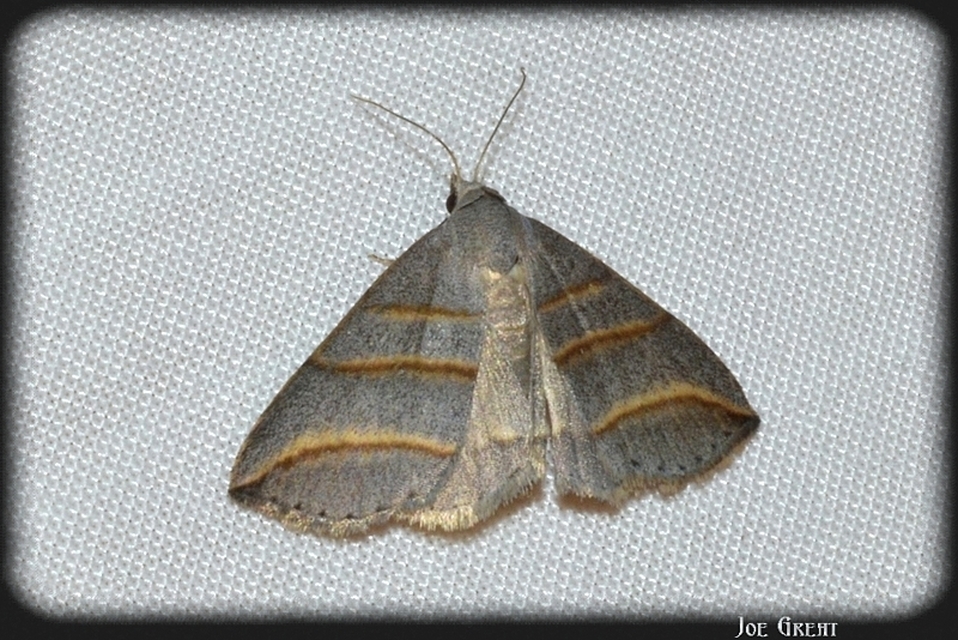 Colobochyla salicalis - háromsávos törpebagoly