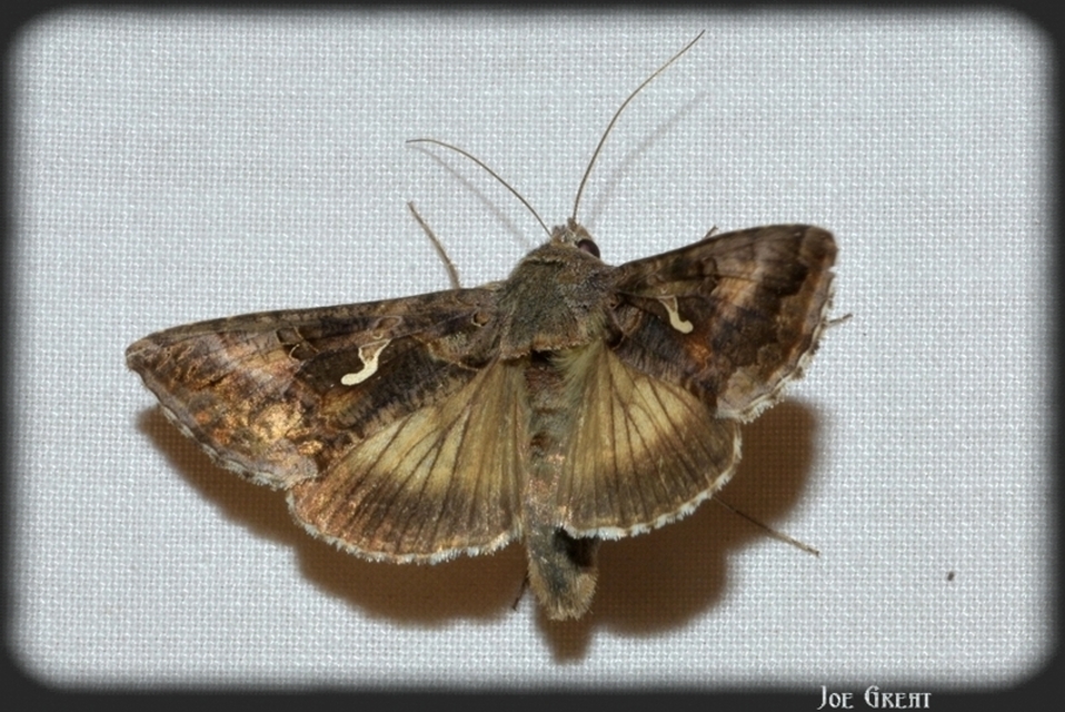 Autographa gamma - gammalepke