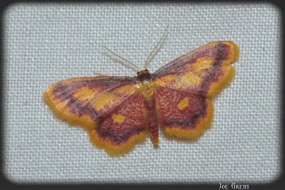 Idaea muricata - mocsári pirosaraszoló