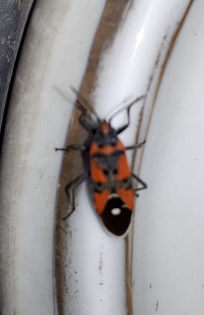 Lygaeus equestris/simulans